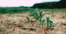Szlovákia bíróság elé viszi az új GMO-kra vonatkozó uniós szabályozást