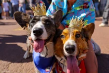 Corgik lepték el Londont II. Erzsébet emlékére
