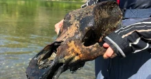 Félelmetes őskori ragadozó koponyája került elő a Tiszából - a klímaváltozás miatt halt ki a tulajdonosa - fotók