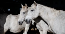 Pontot tett az Agrárminisztérium a lóbotrány végére, kiderült, mi történt a háttérben