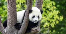 Visszatér a Panda-diplomácia: Hszi elnök két óriáspandát ajándékoz az Egyesült Államoknak